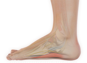 Foot & Ankle Deformity Correction