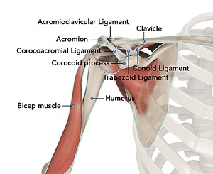 Shoulder Anatomy